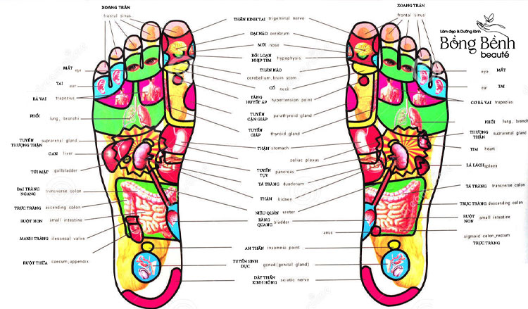 Các huyệt đạo trên chân